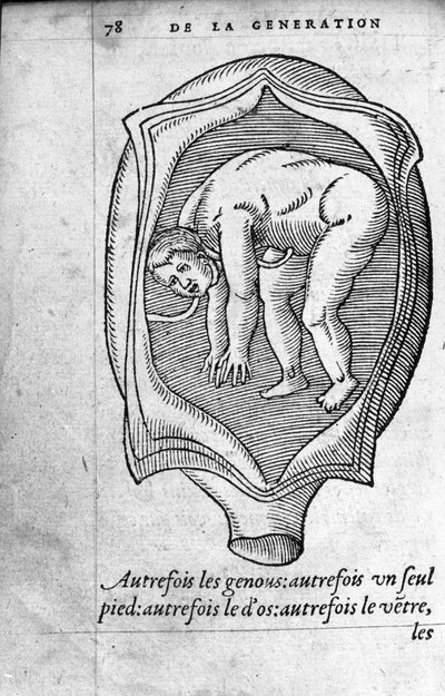 La posizione del feto nell