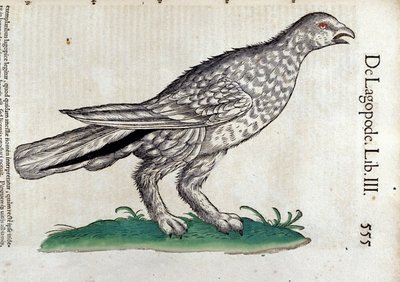 La pernice bianca in Historia Animalium di Conrad Gesner (1516 - 1565), Tiguri da Unknown artist