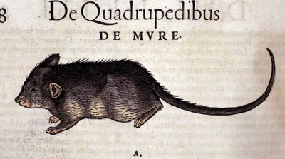 Il ratto dopo l