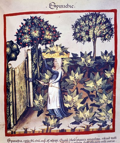 La raccolta degli spinaci. Miniatura dal trattato di medicina e dietetica "Tacuinum sanitatis" da Unknown artist