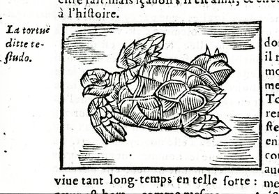 La tartaruga marina, dal trattato di Gerolamo Cardano (Cardanus Hieronymus) (Cardano) “De la subtlite”, stampato a Rouen nel 1642 da Unknown artist