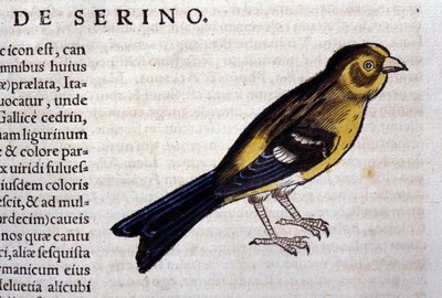 Il serin d