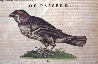 Il passero in Historia Animalium di Conrad Gesner (1516 - 1565), Tiguri da Unknown artist