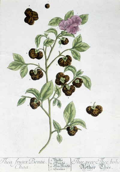 La pianta del tè Frutex Bontii - tavola botanica da Unknown artist