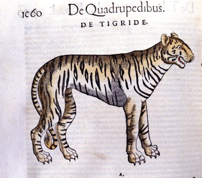 La tigre - in Historia Animalium di Conrad Gesner (1516 - 1565), Tiguri da Unknown artist