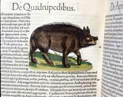 Il cinghiale dopo l