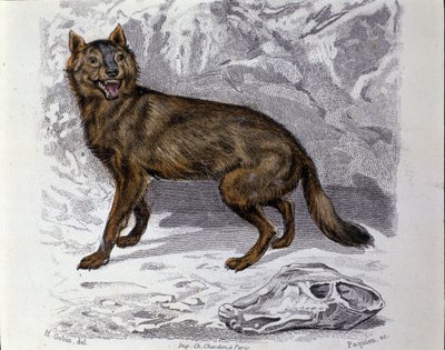 Il lupo. Tavola tratta da un trattato di Storia Naturale di 