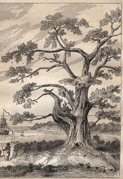 Terzo viaggio (1776-1779) del Capitano James Cook (1728-1779): albero sotto il quale Cook osservò il passaggio di Venere - illustrazione tratta da "I grandi marinai del XVIII secolo" da Unknown artist