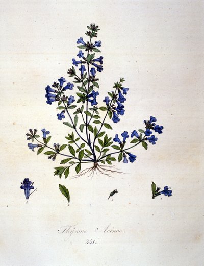 Timo. Incisione del XIX secolo. da Unknown artist