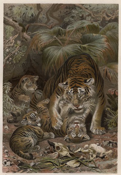 Tigre (Panthera tigris) con cuccioli - incisione da 