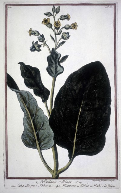 Foglia e fiore di tabacco (Nicotiana Minor) in un erbario del XIX secolo. da Unknown artist
