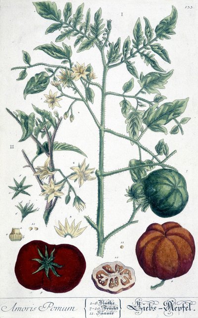 Pomodoro, tavola botanica da Unknown artist