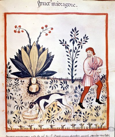 Trattato di medicina "Tacuinum sanitatis" XIV secolo. Raccolta di Mandragora. Biblioteca Nazionale Braidense, Milano da Unknown artist
