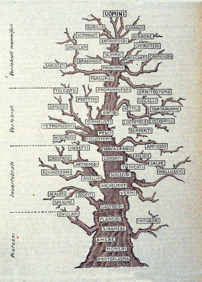 Albero dell