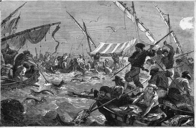 Pesca al tonno sulla costa della Provenza da Unknown artist
