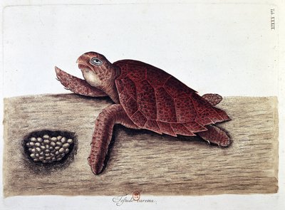 Tartaruga e le sue uova - tavola di storia naturale, B.N. da Unknown artist