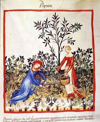 Due donne raccolgono prezzemolo. Miniatura dal trattato di medicina e dietetica "Tacuinum sanitatis" da Unknown artist