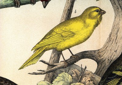 Un canarino - in "Histoire naturelle des oiseaux", ed. Hoeopli, Milano da Unknown artist