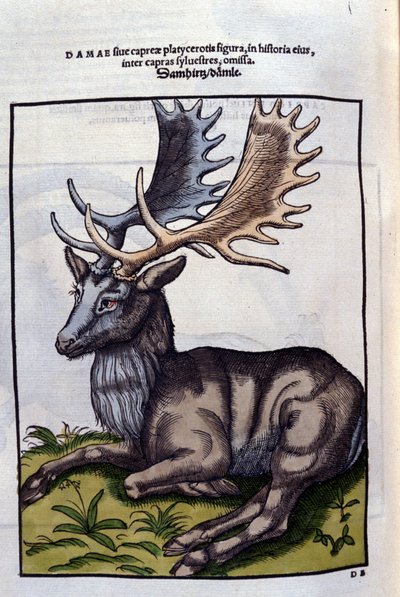 Un renna (cervide) in Historia Animalium di Conrad Gesner (1516 - 1565), Tiguri da Unknown artist