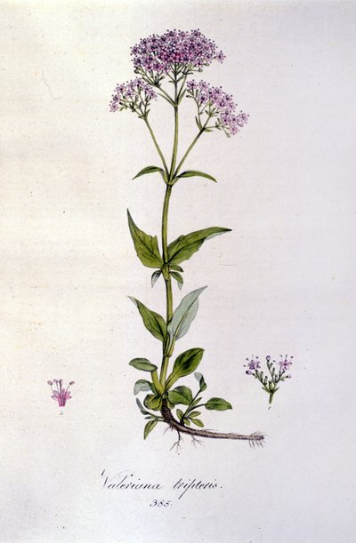 Valeriana. Incisione del XIX secolo. da Unknown artist