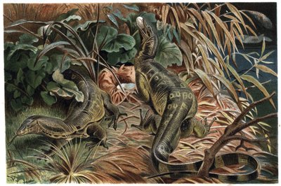 Varano - lucertola monitor (Varanus) - incisione da 