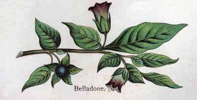 Piante botaniche velenose: Belladonna. Incisione in 