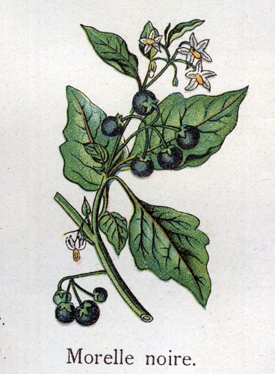 Piante botaniche velenose: belladonna. Incisione in "La medicazione naturale" di Friedrich Eduard Bilz (1842-1922). da Unknown artist