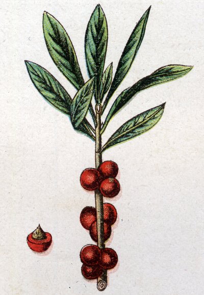 Piante botaniche velenose: Daphne Mezereum. Incisione in "La medicazione naturale" di Friedrich Eduard Bilz (1842-1922). da Unknown artist