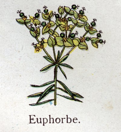 Piante botaniche velenose: euforbia. Incisione in "La medicazione naturale" di Friedrich Eduard Bilz (1842-1922) da Unknown artist