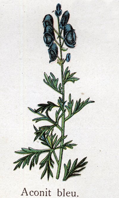 Piante botaniche velenose: aconito blu. Incisione in "La medicazione naturale" di Friedrich Eduard Bilz (1842-1922) da Unknown artist