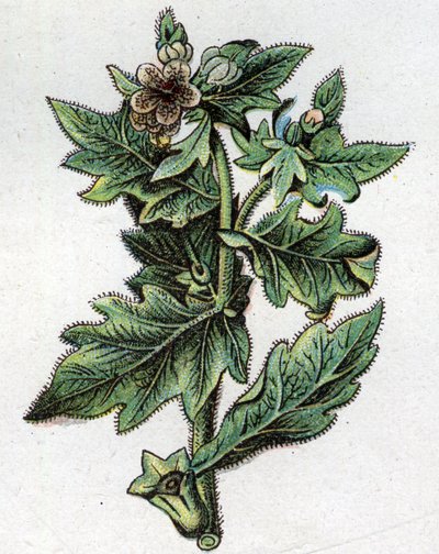 Piante botaniche velenose: fino. Incisione in 