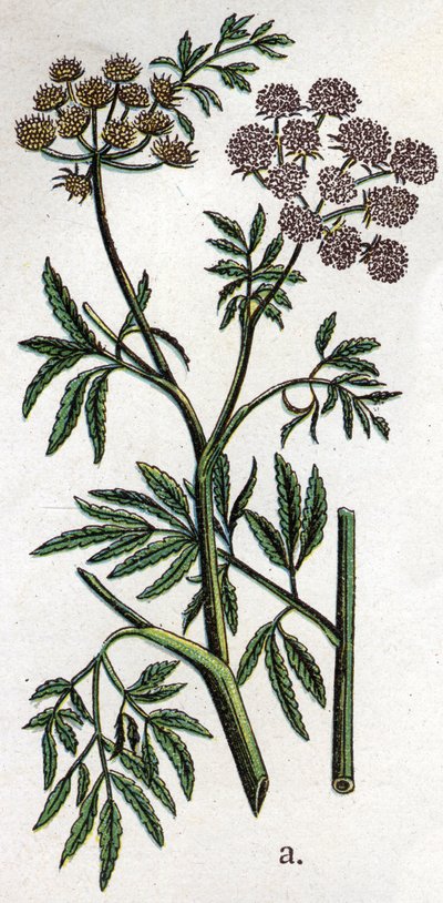 Piante botaniche velenose: cicuta acquatica (Cicuta virosa). Incisione in 