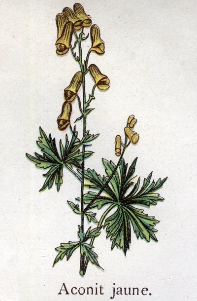 Piante botaniche velenose: aconito giallo. Incisione in 