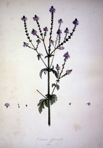 Verbena officinalis (Verbena officinale). Erbario del XIX secolo da Unknown artist
