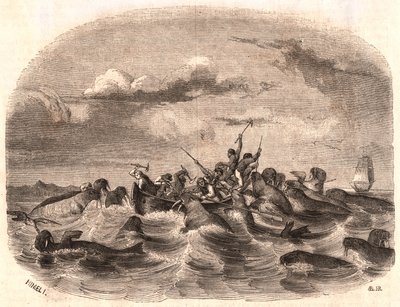 Veduta di un gruppo di marinai inglesi che inseguono un branco di trichechi nel 1818 al largo della costa di Spitsbergen da Unknown