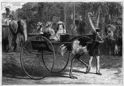 Passeggiata sul dorso di un elefante e bambini in una cariola trainata da struzzi. Giardino di Acclimatazione del Bois de Boulogne a Parigi da Unknown artist