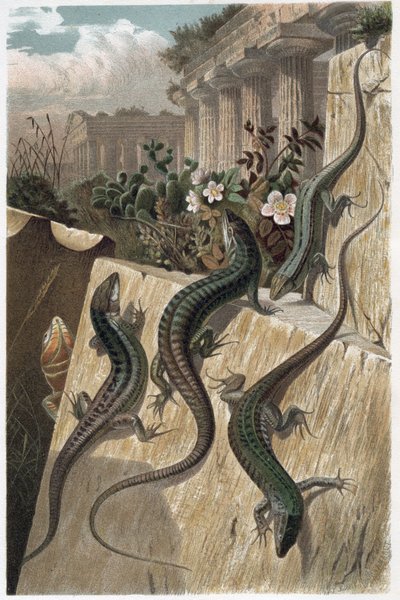 Lucertola muraiola - La comune lucertola muraiola (Podarcis muralis) - incisione da "La vita degli animali" di Alfred Edmund Brehm (1829-1884) da Unknown artist
