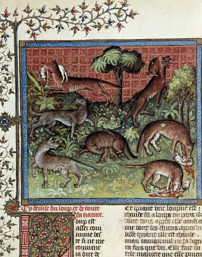 Noi motto il lupo e tutta la sua natura. Miniatura da Gaston Phoebus (1331-1391) detto Gaston III Conte di Foix da Unknown artist