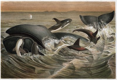 Balena e orca (Orcinus orca) - incisione da 