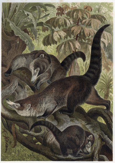 Coati dal naso bianco - incisione da 