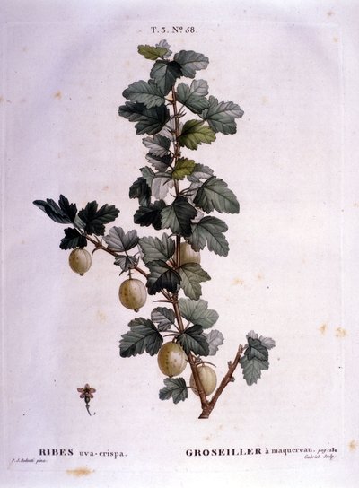 Ribes bianco: tavola botanica del XIX secolo da Unknown artist