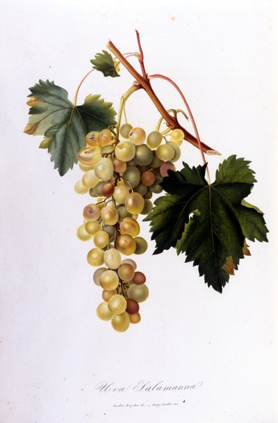 Uva bianca. Incisione del XIX secolo da Unknown artist