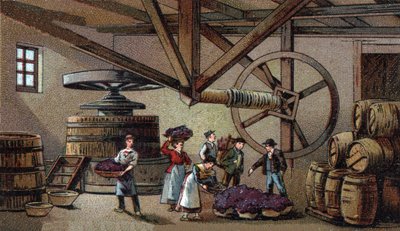 Produzione di vino: torchio del vino dell