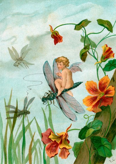 Fata alata che cavalca una libellula vicino ai fiori di nasturzio da Unknown artist