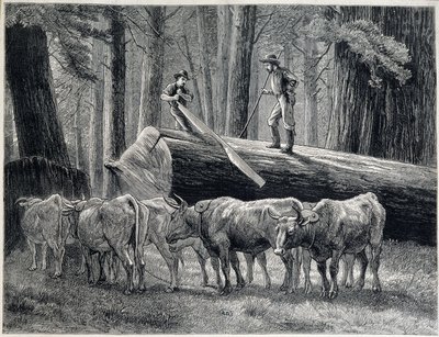 Boscaioli in una foresta di sequoie in California - incisione da Unknown artist
