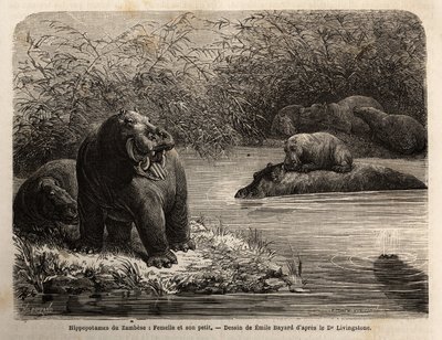 Ippopotamo dello Zambesi: femmina e il suo piccolo che si rinfrescano nel fiume. Incisione per illustrare i primi viaggi del Dr. Livingstone nell