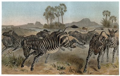 Zebre - Zebre - equidi africani (famiglia dei cavalli) - incisione da "La vita degli animali" di Alfred Edmund Brehm (1829-1884) da Unknown artist