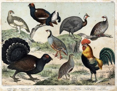 a: Pernice alpina (Lagopus mutus), b: Tetrao lyre (Tetrao tetrix), c: Grande tetra (Urogallus vulgaris), d: Pernice grigia (Partrix cinerea), e: Pernice rossa (caccabis rubra), f: Bartavelle (caccabis saxatis), g: Faraona (Numida meleagris), h: Gallo da Unknown artist