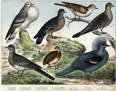 a: Piccione columbiano (Columba oenas), b: Colomba mongola (Columba gutturosa), c: Piccione migratore (Etopistes migratoria), d: Colomba turca (Turtur risorius), e: Colomba selvatica (Turtur auritus), f: Goura (Goura coronata), g: Quaglia del grano (Coturn da Unknown artist