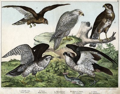 a: Aquila o biancone reale, b: nibbio, c: falco pescatore, d: falco islandese, e: astore - in "Storia Naturale degli Uccelli", ed. Hoepli, Milano da Unknown artist